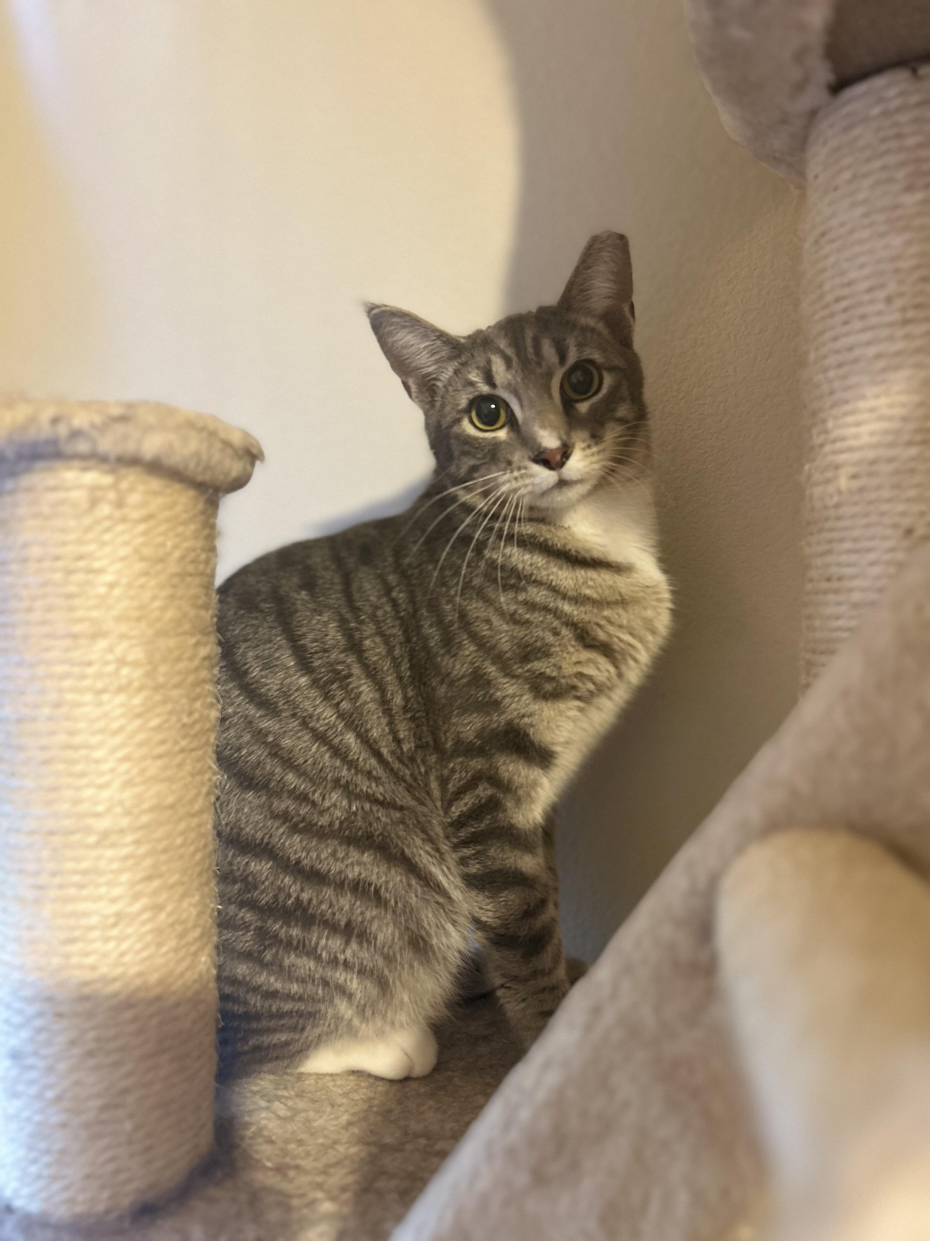 Enlarge Guido (loyal / affectionate / gentle), a ADOPTABLE mixed breed in San Jose, CA image 3/3