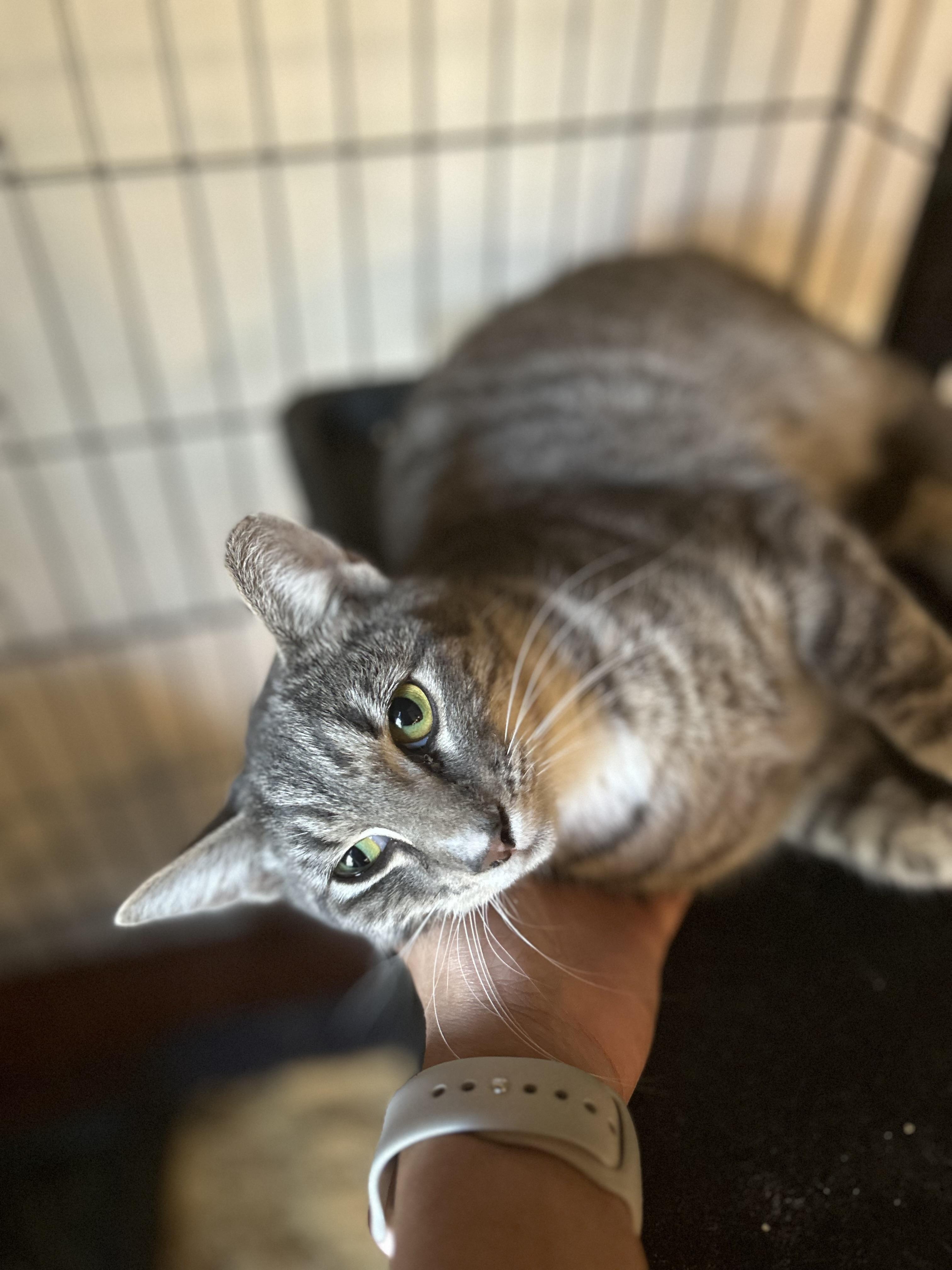 Enlarge Guido (loyal / affectionate / gentle), a ADOPTABLE mixed breed in San Jose, CA image 2/3