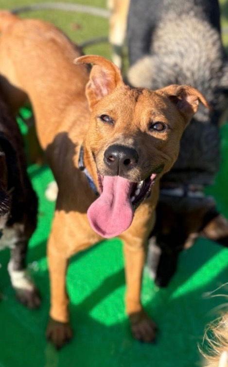 Jakobi, a Adoptable Carolina Dog in Greenville, SC image 1/3