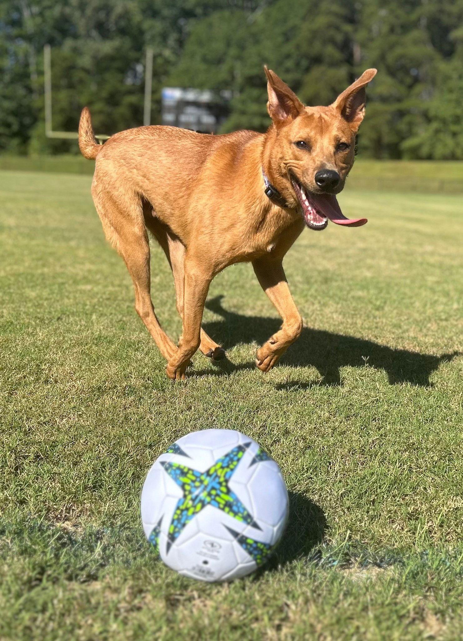 Jakobi, a Adoptable Carolina Dog in Greenville, SC image 2/3
