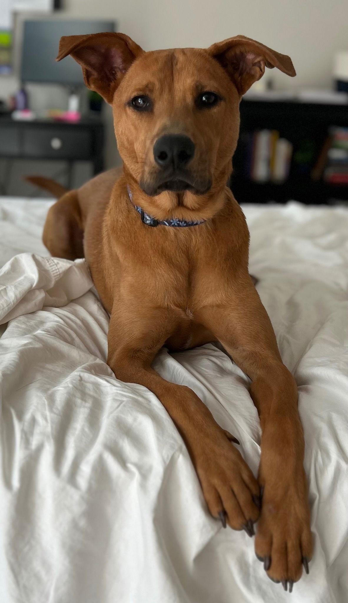 Jakobi, a Adoptable Carolina Dog in Greenville, SC image 3/3