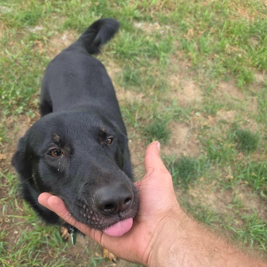 Enlarge Bingo, a Adoptable Mixed Breed in Sioux Falls, SD image 1/6