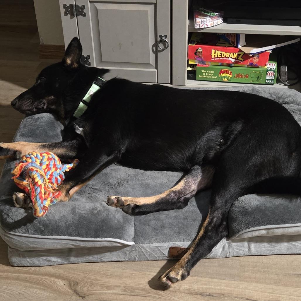 Enlarge Bingo, a Adoptable Mixed Breed in Sioux Falls, SD image 5/6