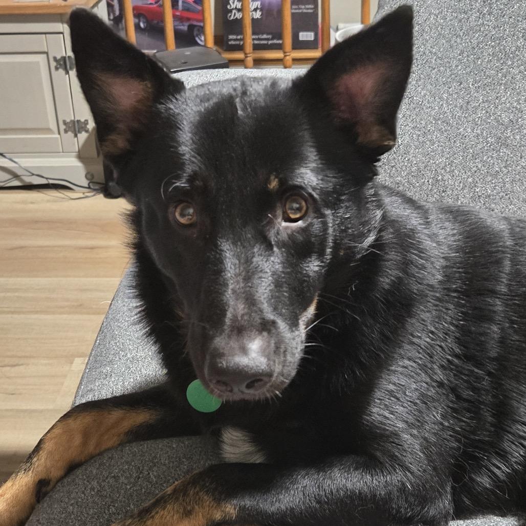 Bingo, Adoptable, Young Male Mixed Breed.