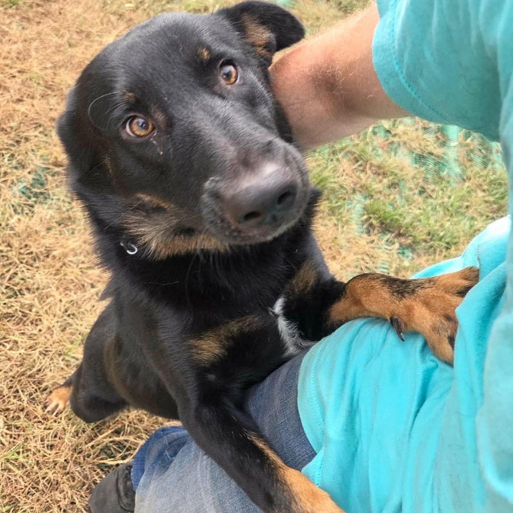 Enlarge Bingo, a Adoptable Mixed Breed in Sioux Falls, SD image 3/6