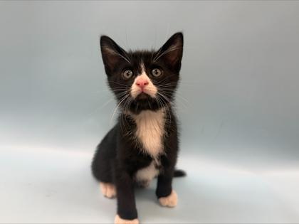 Poseidon, Adoptable, Kitten Male Domestic Short Hair & Domestic Short Hair.