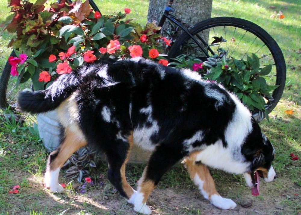 Enlarge Riata, an adopted mixed breed in Clarksburg, MD image 6/6