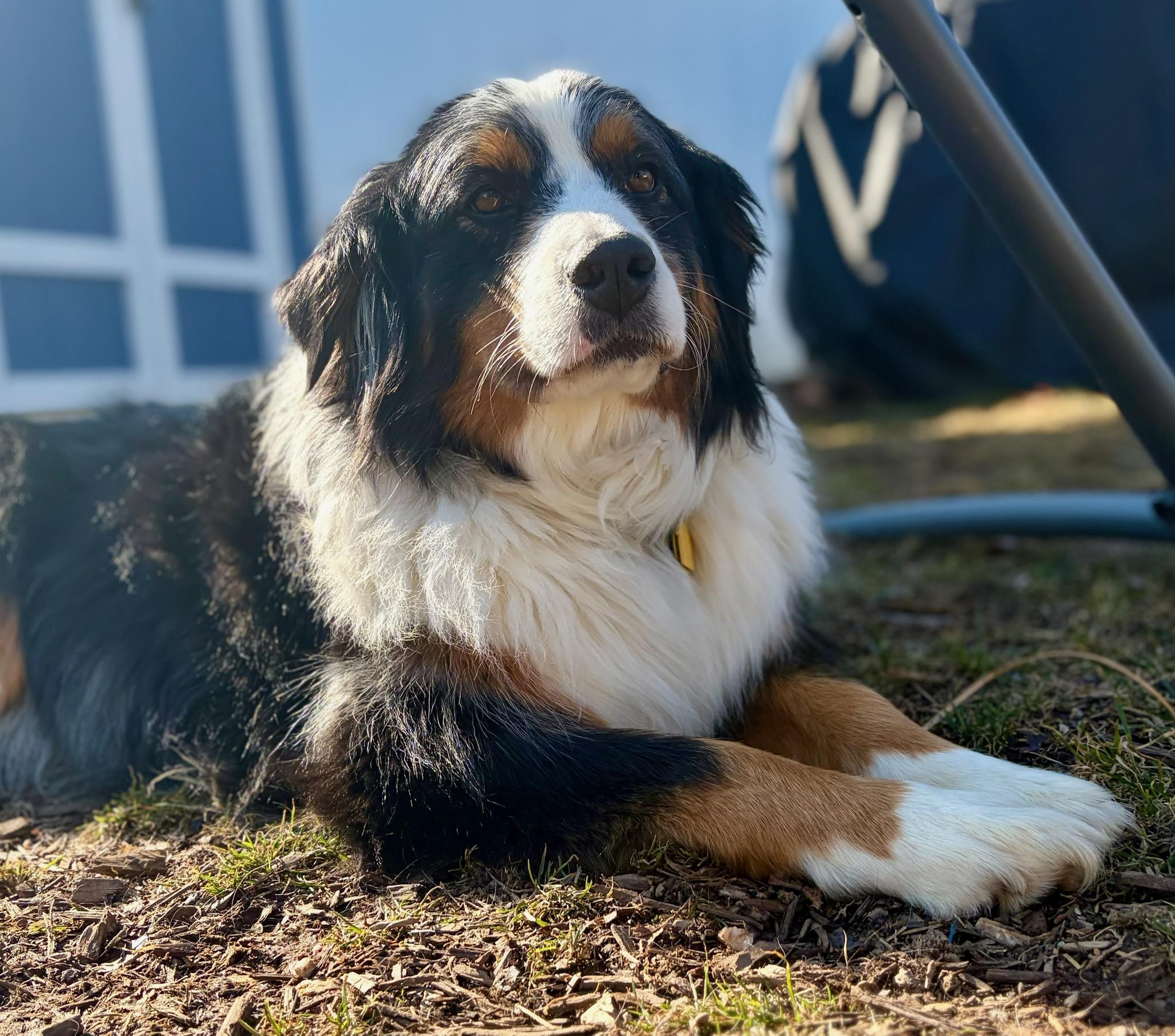 Enlarge Riata, an adopted mixed breed in Clarksburg, MD image 4/6