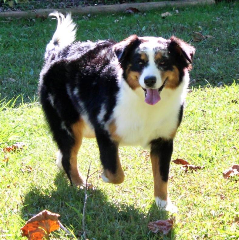 Enlarge Riata, an adopted mixed breed in Clarksburg, MD image 1/6