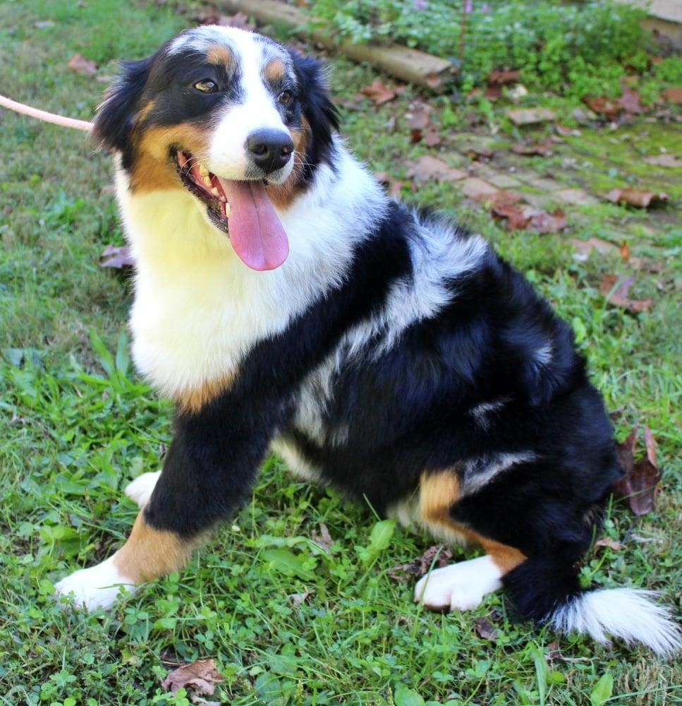 Enlarge Riata, an adopted mixed breed in Clarksburg, MD image 3/6