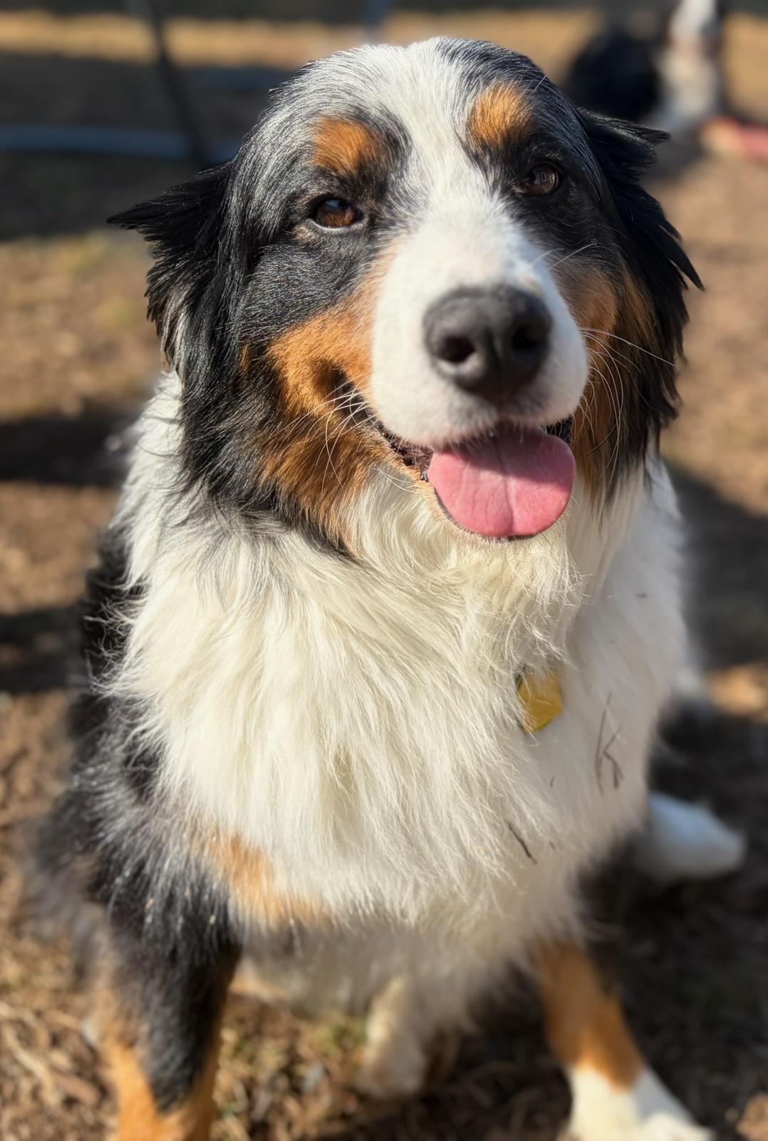 Enlarge Riata, an adopted mixed breed in Clarksburg, MD image 5/6