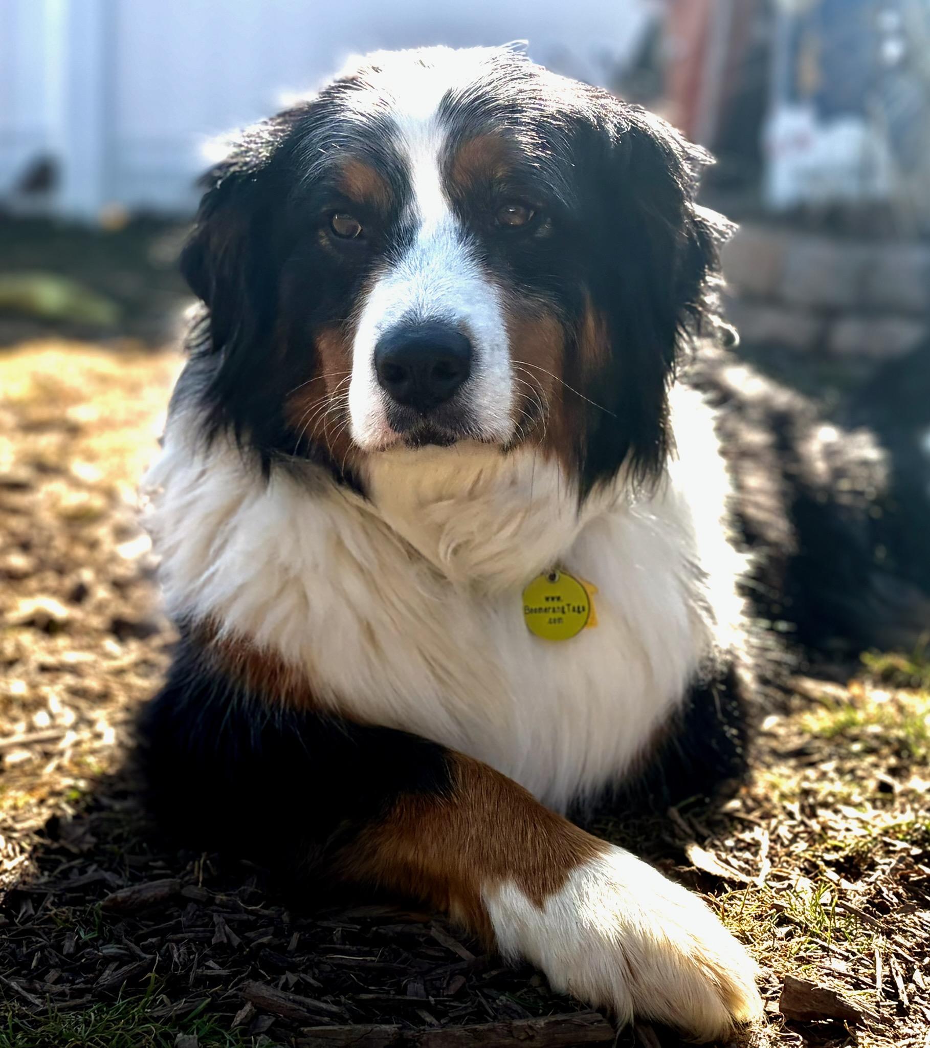 Enlarge Riata, an adopted mixed breed in Clarksburg, MD image 2/6