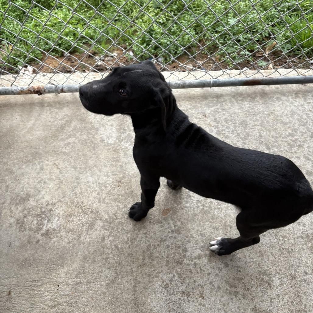 Luke, Adoptable, Puppy Male Mixed Breed.