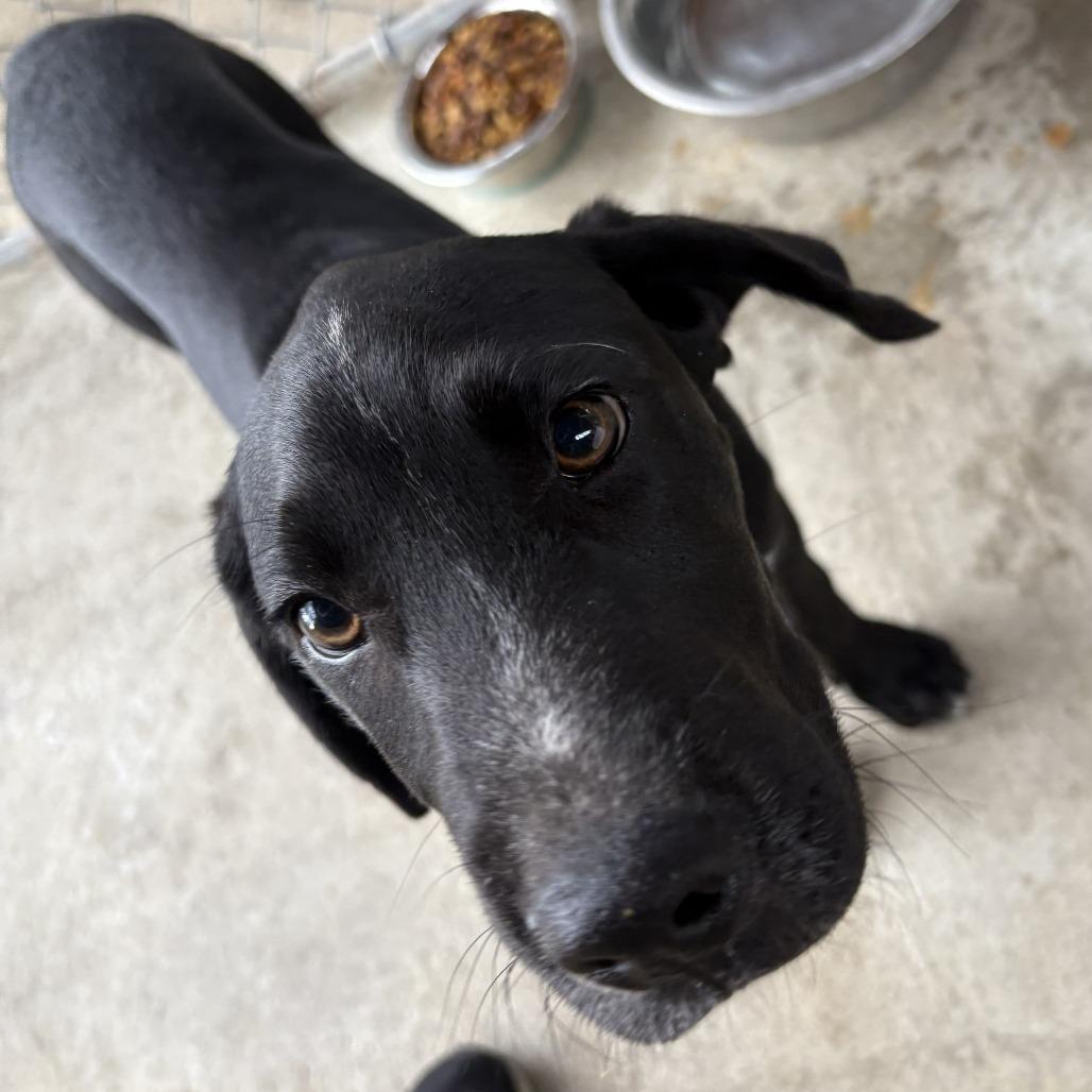 Luke, a Adoptable Mixed Breed in claxton, GA image 2/2