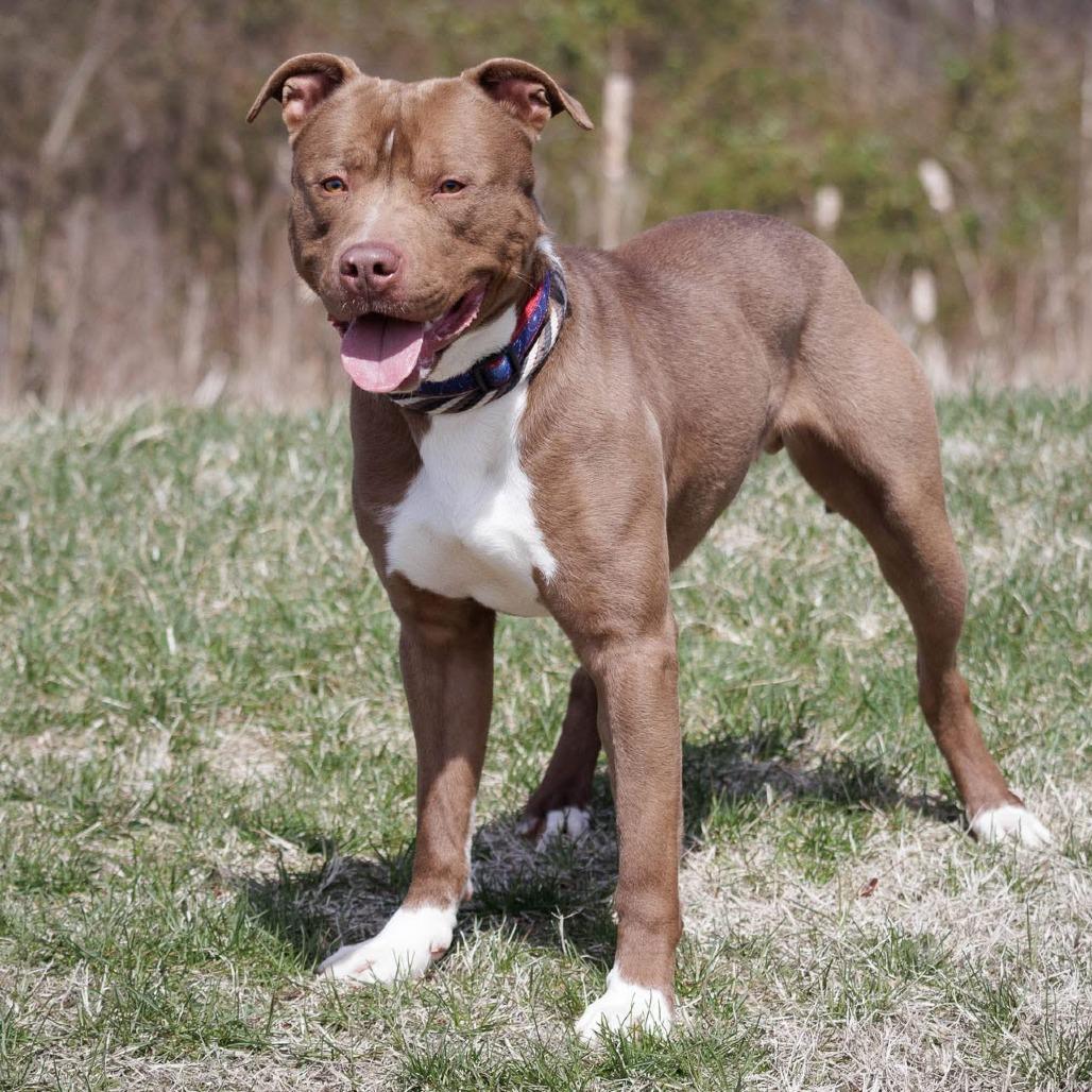 Enlarge Damian, a Adoptable mixed breed in Mount Laurel, NJ image 1/1
