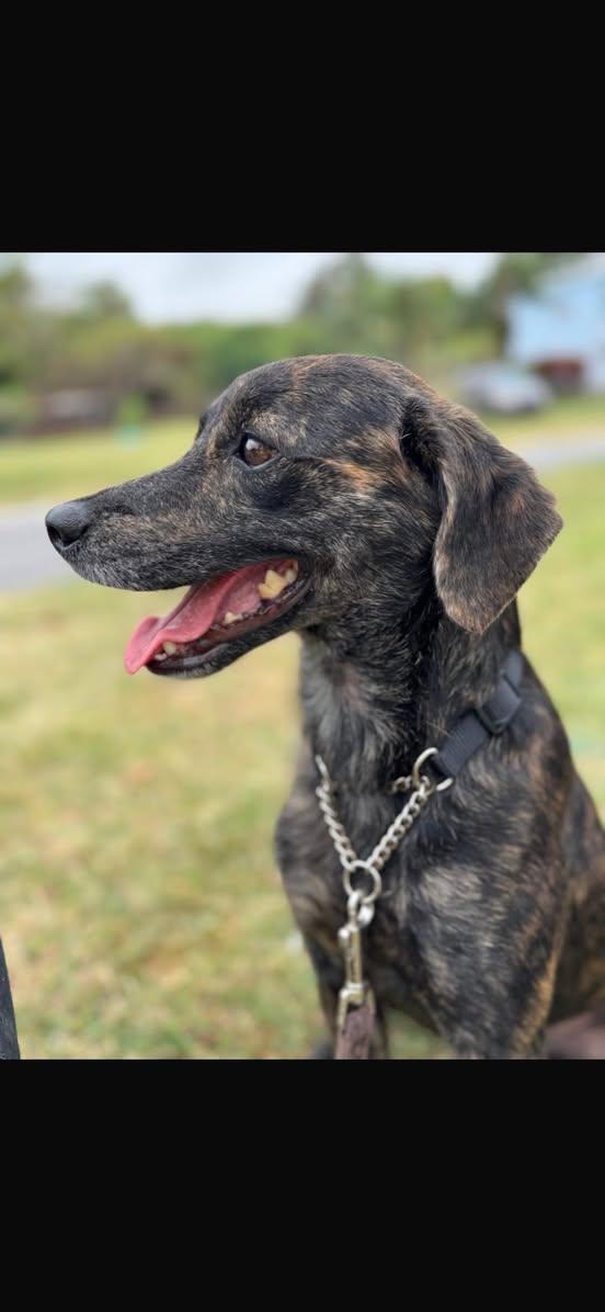 TALLULAH (FOSTER OR FOSTER TO ADOPT), a ADOPTABLE mixed breed in Ajax, ON image 1/4