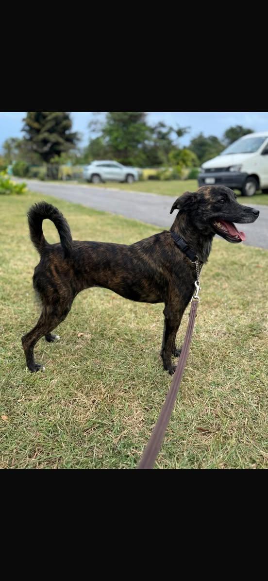 TALLULAH (FOSTER OR FOSTER TO ADOPT), a ADOPTABLE mixed breed in Ajax, ON image 4/4