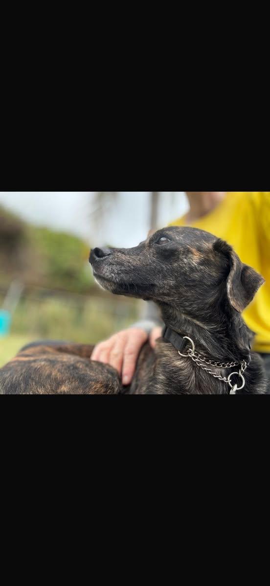 TALLULAH (FOSTER OR FOSTER TO ADOPT), a ADOPTABLE mixed breed in Ajax, ON image 2/4