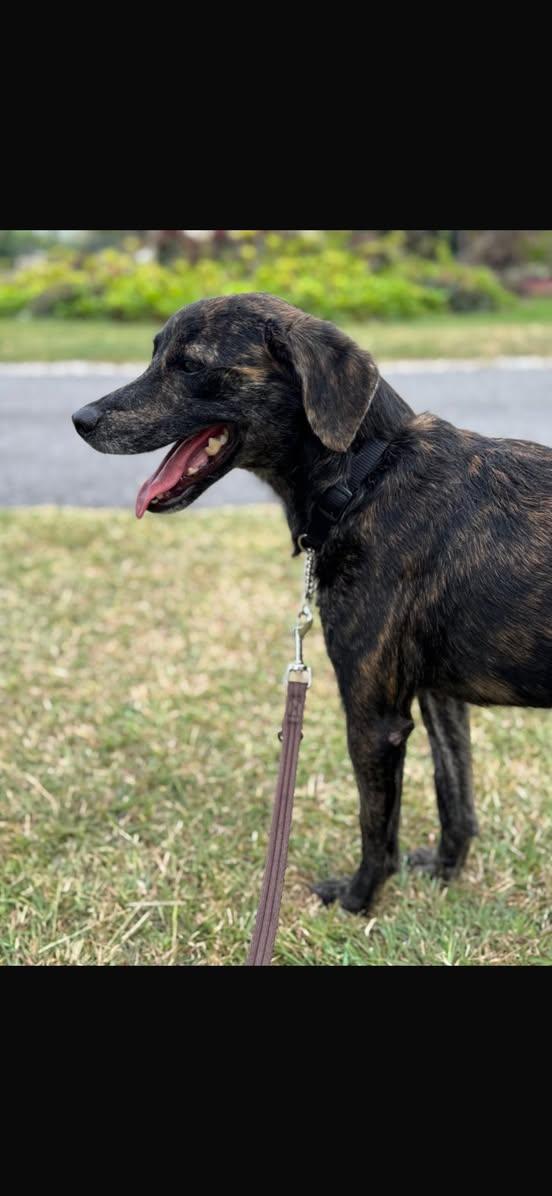 TALLULAH (FOSTER OR FOSTER TO ADOPT), a ADOPTABLE mixed breed in Ajax, ON image 3/4