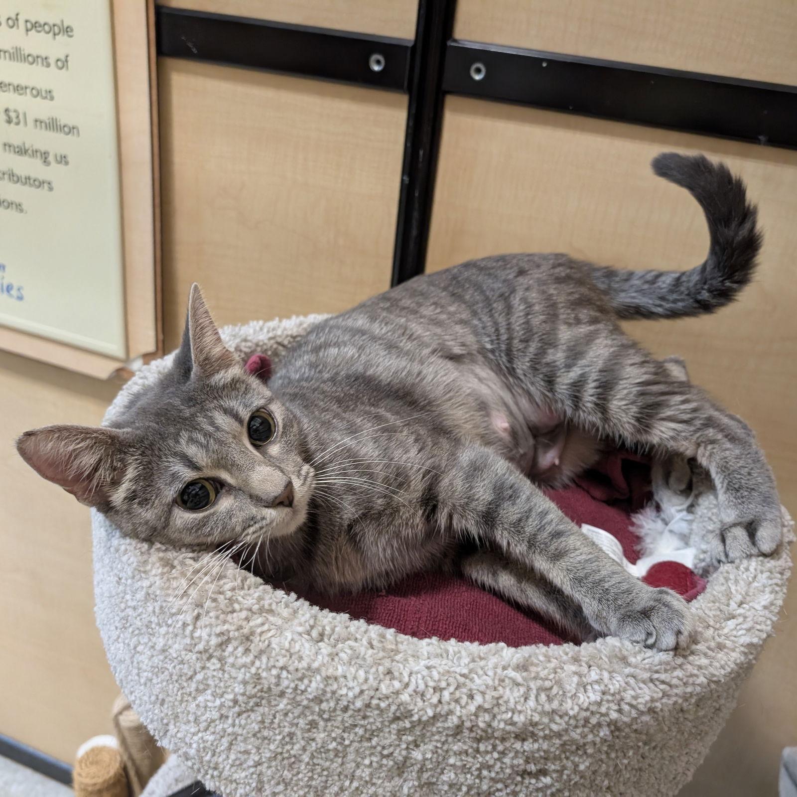 Enlarge Arabella, a Adopted Domestic Short Hair in Richardson, TX image 1/3