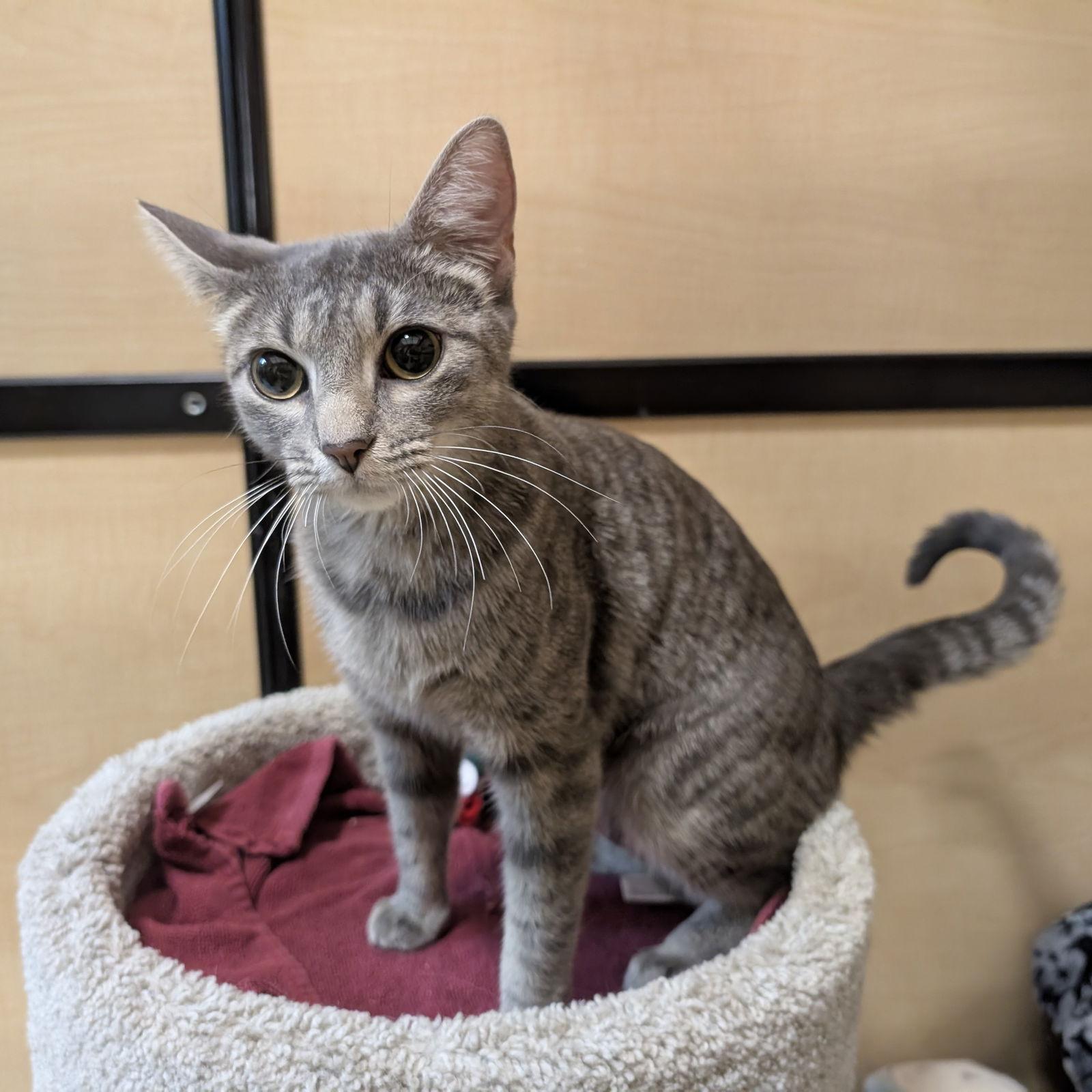 Enlarge Arabella, a Adopted Domestic Short Hair in Richardson, TX image 2/3