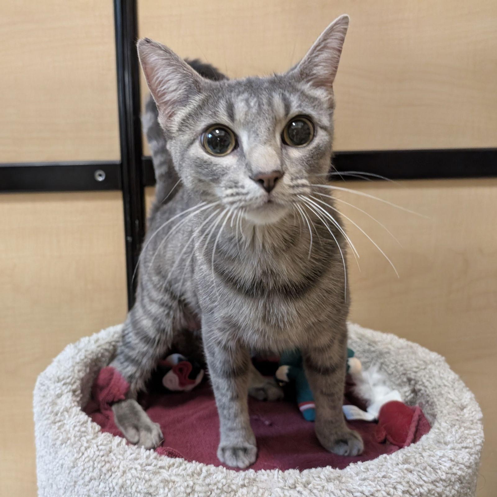 Enlarge Arabella, a Adopted Domestic Short Hair in Richardson, TX image 3/3