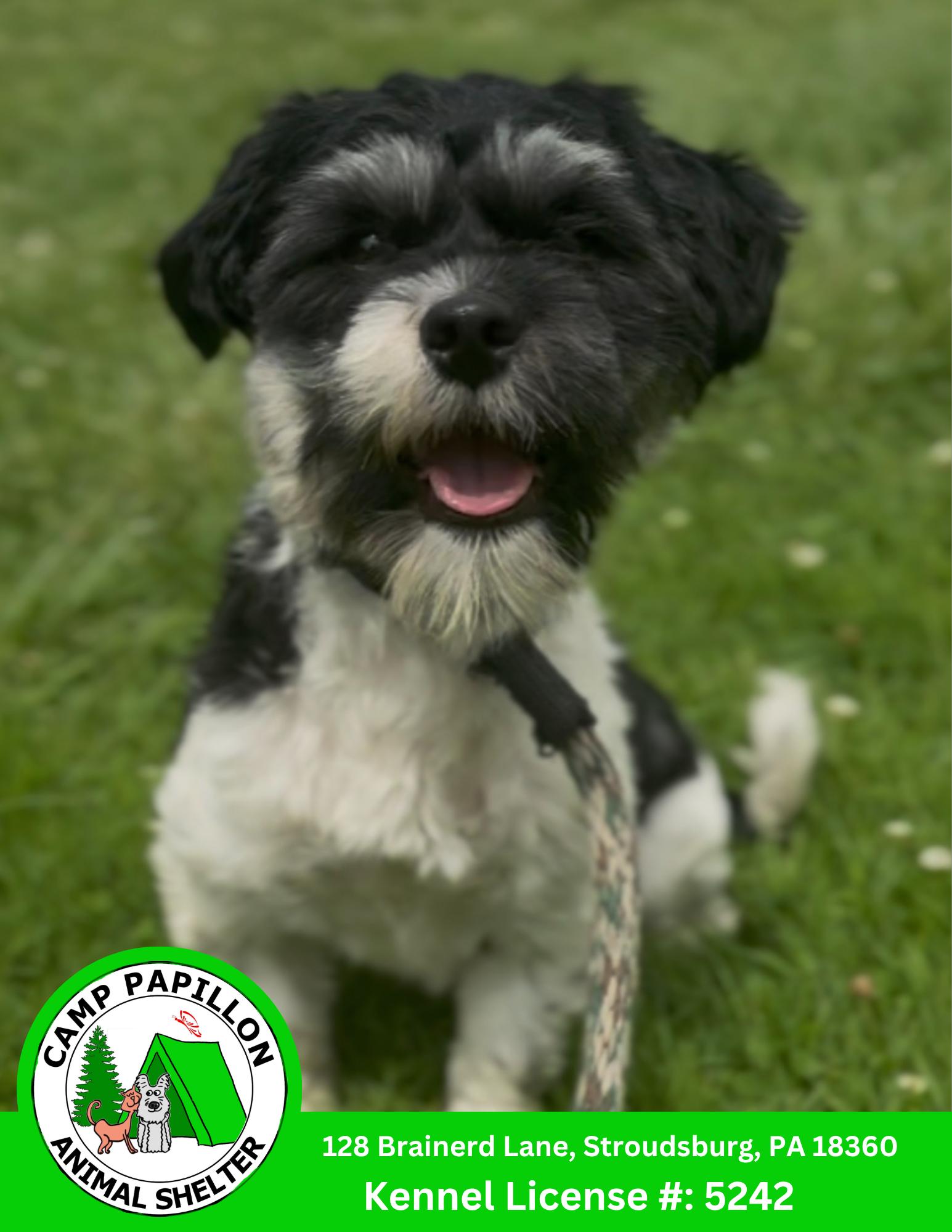 Otto, Adoptable, Young Male Havanese.