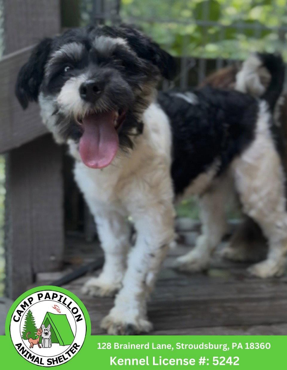 Enlarge Otto, a Adoptable Havanese in Stroudsburg, PA image 2/2