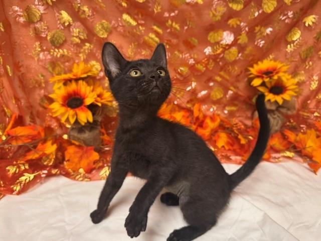 JEANETTE, Adoptable, Kitten Female Domestic Short Hair.