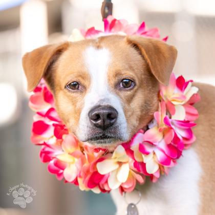 Enlarge Fendi, a Adoptable mixed breed in Honolulu, HI image 1/3