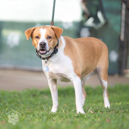 Enlarge Fendi, a Adoptable mixed breed in Honolulu, HI image 2/3