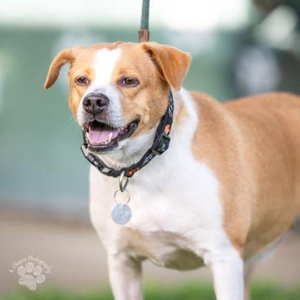 Enlarge Fendi, a Adoptable mixed breed in Honolulu, HI image 3/3