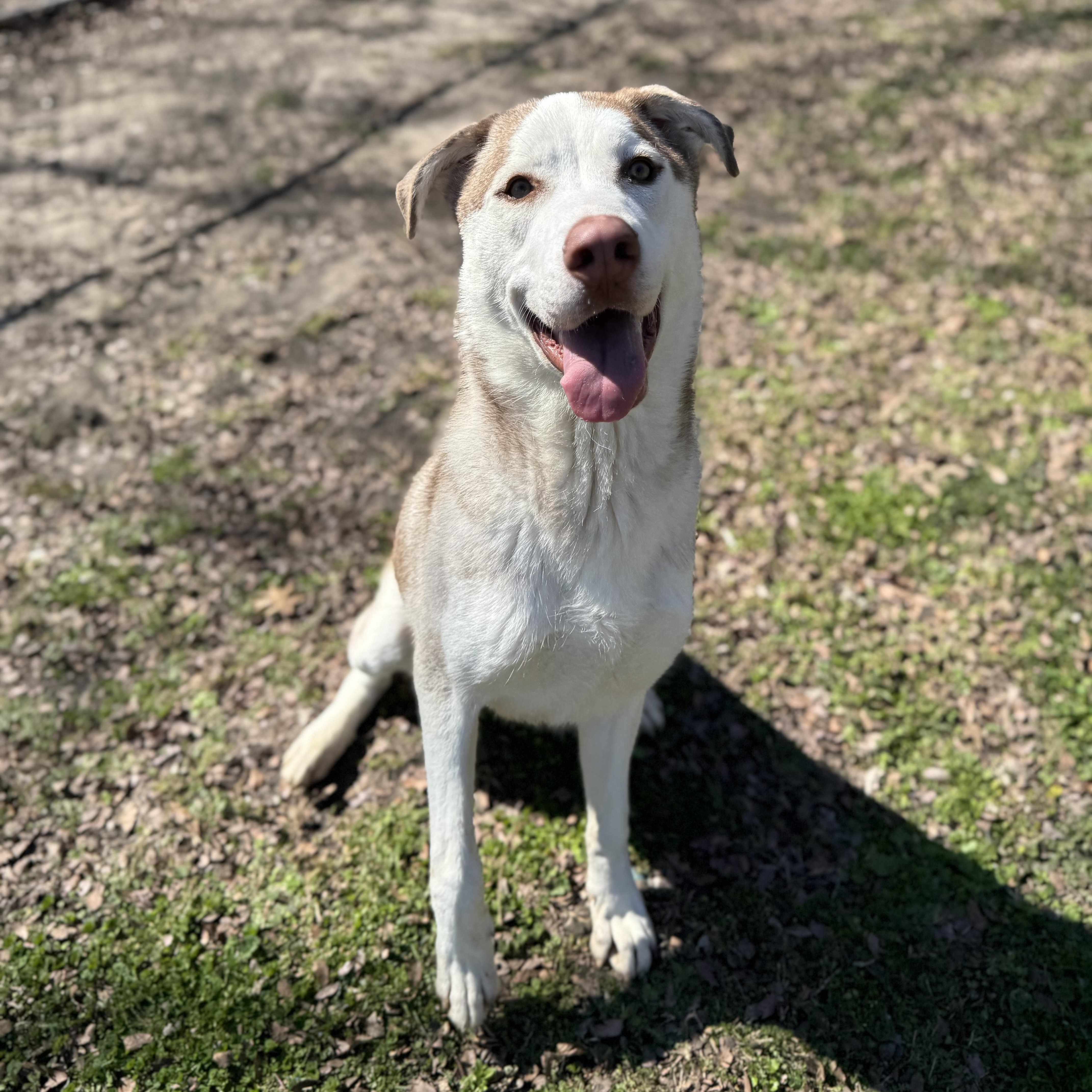 Rusty, adoptable, Young Male Husky.