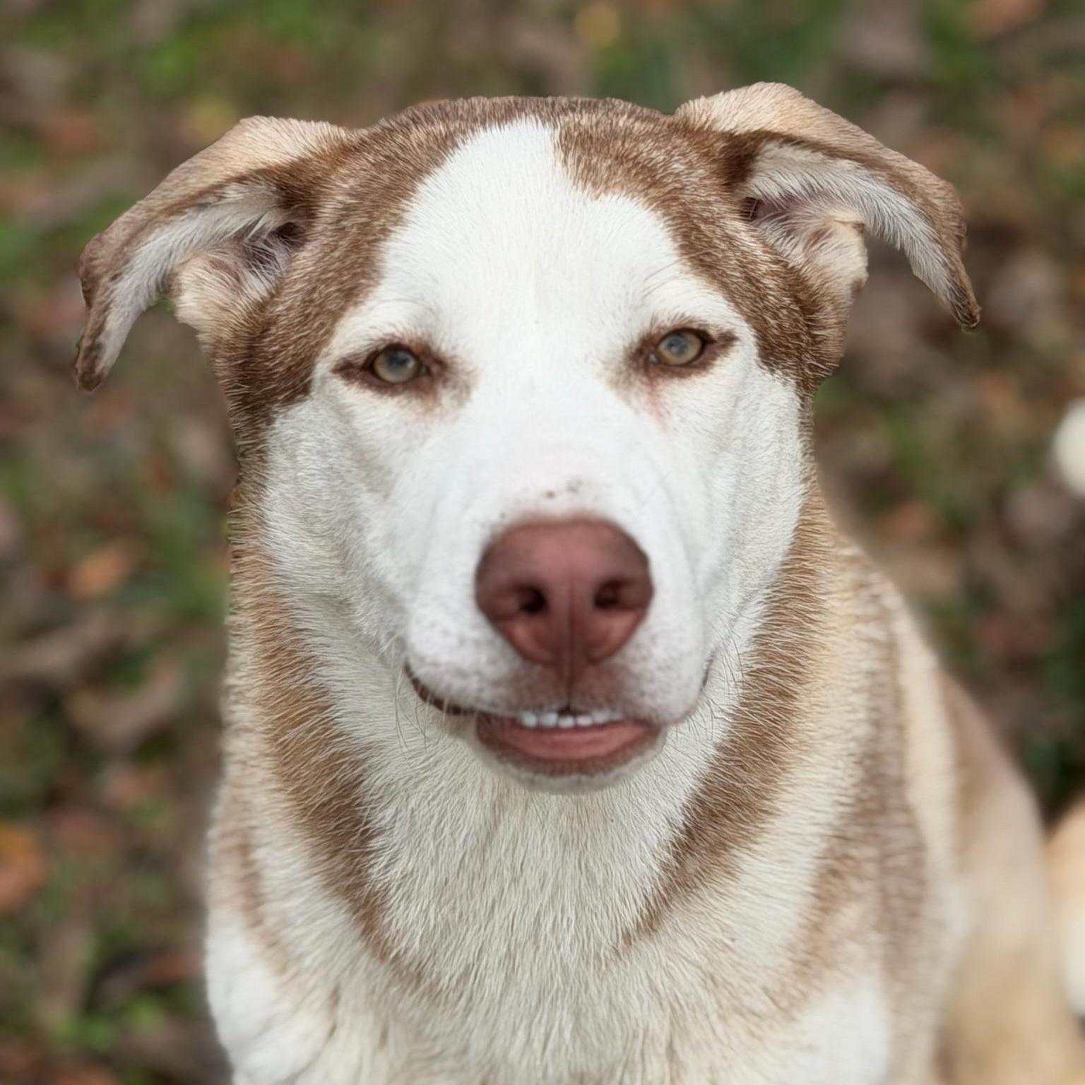 Enlarge Rusty, an adoptable mixed breed in Sherman, TX image 2/5