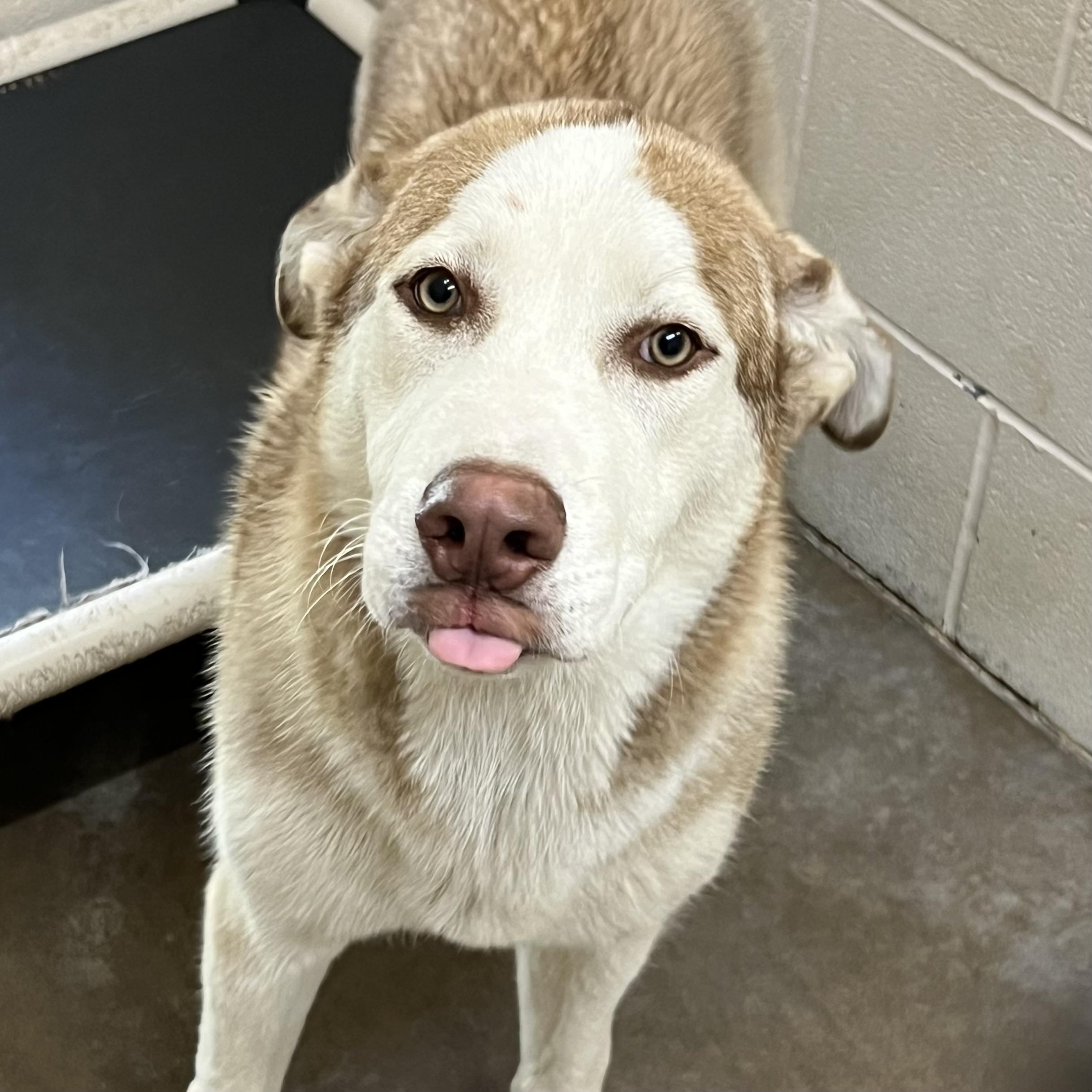 Enlarge Rusty, an adoptable mixed breed in Sherman, TX image 3/5