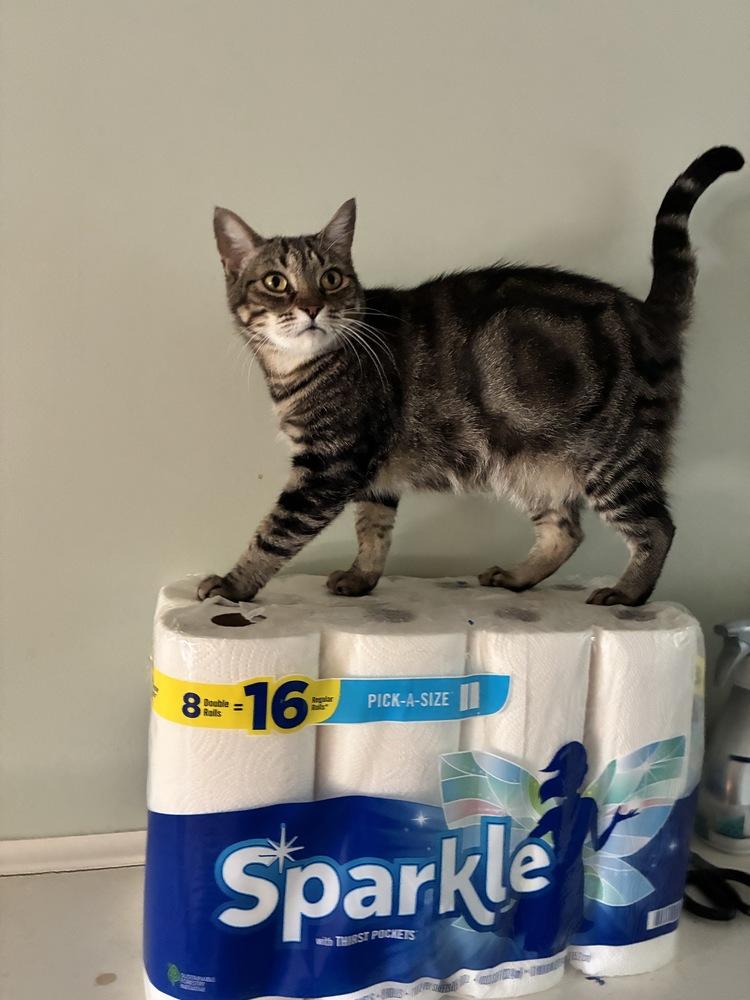 Starbucks, Adoptable, Adult Female Domestic Short Hair & Tabby.