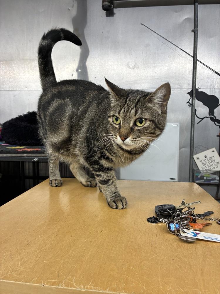 Enlarge Starbucks, a Adoptable mixed breed in Randolph, MA image 2/4