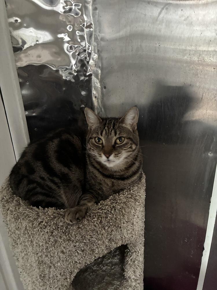 Enlarge Starbucks, a Adoptable mixed breed in Randolph, MA image 4/4