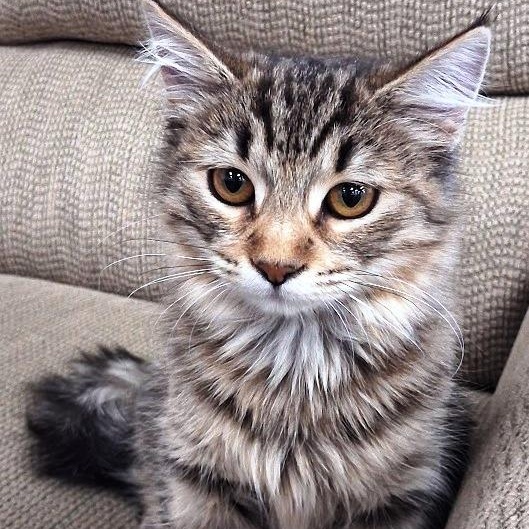 Nala, Adoptable, Young Female Tabby.