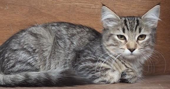 Nala, a ADOPTABLE Tabby in Mesquite, NV image 2/3