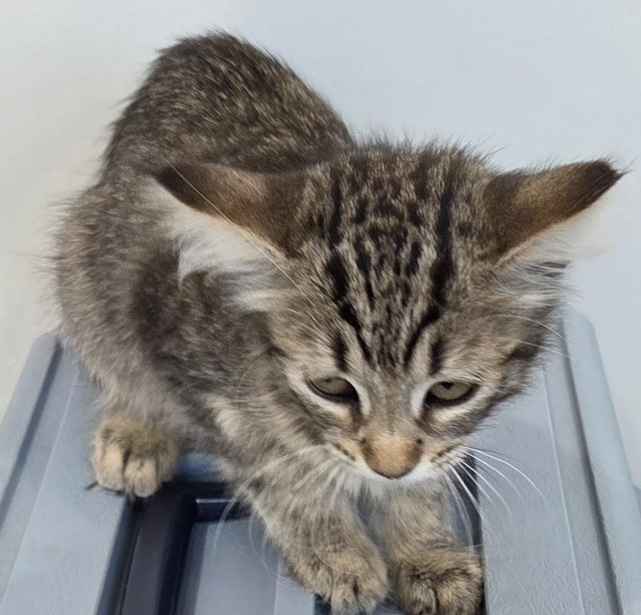 Nala, a ADOPTABLE Tabby in Mesquite, NV image 3/3