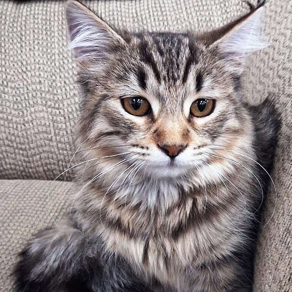 Enlarge Nala, a Adoptable Tabby in Mesquite, NV image 2/4