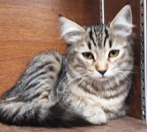 Nala, a ADOPTABLE Tabby in Mesquite, NV image 1/3