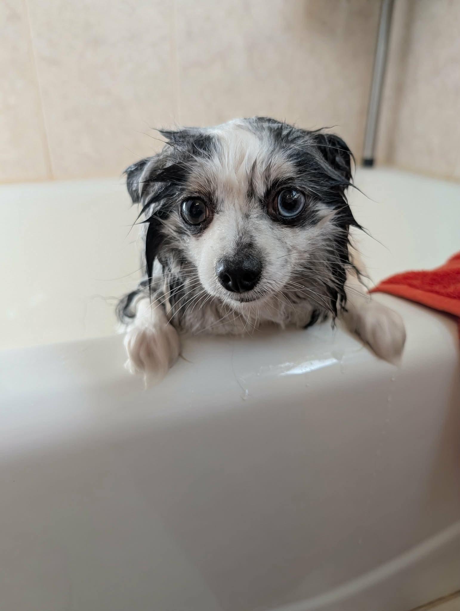 Enlarge Valentina, a ADOPTABLE Pomeranian in Whitewater, WI image 3/6