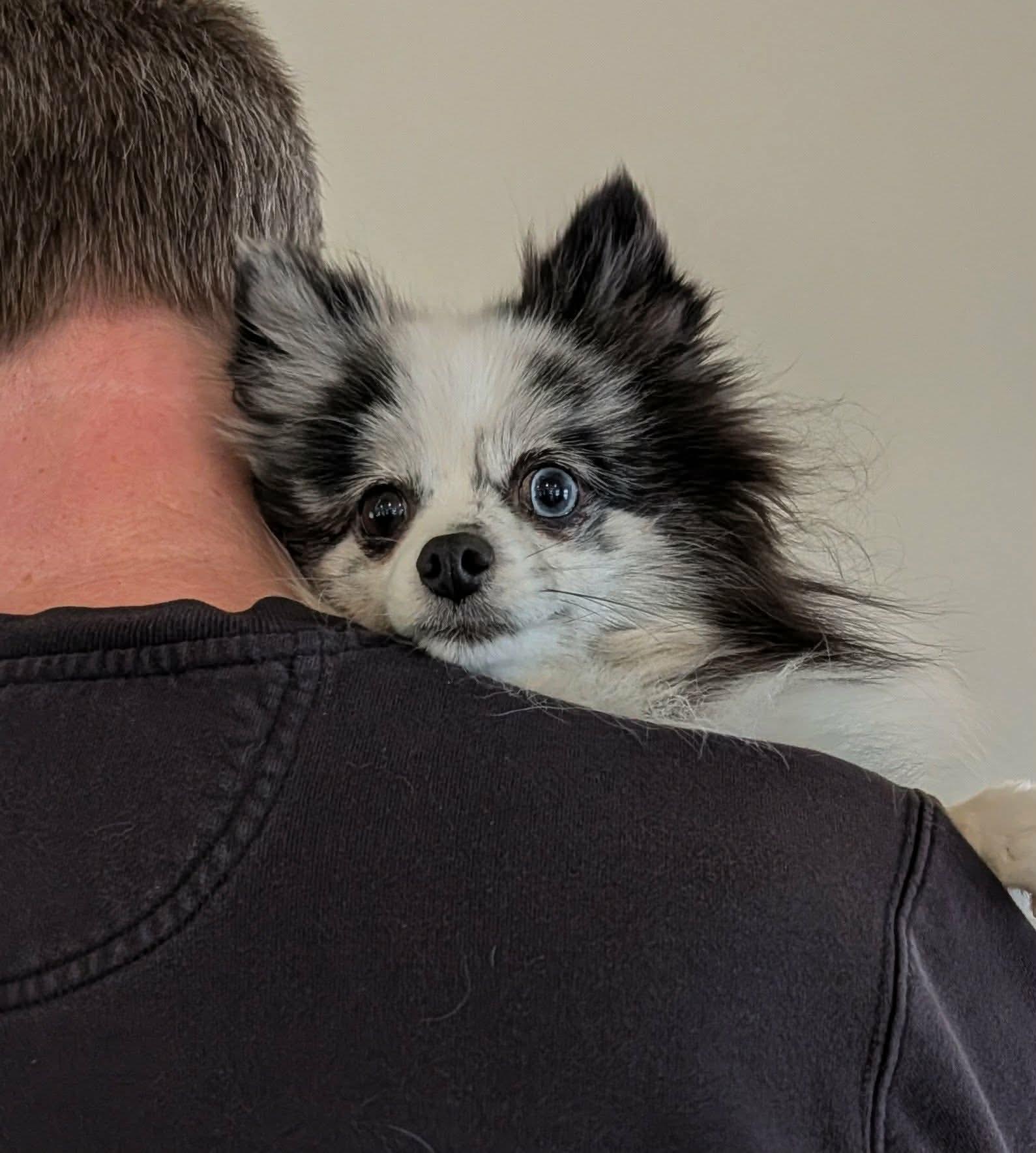 Enlarge Valentina, a ADOPTABLE Pomeranian in Whitewater, WI image 4/6