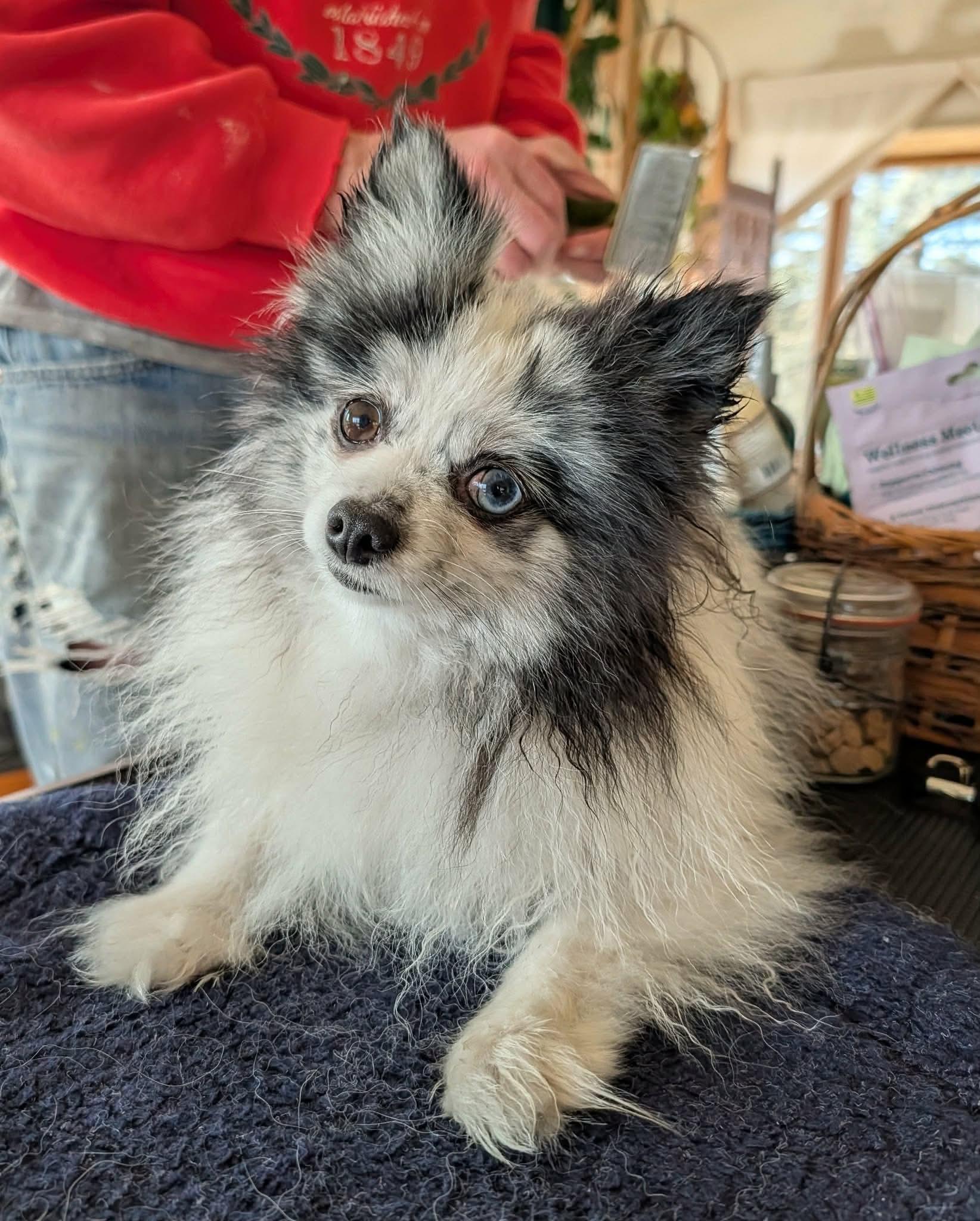 Enlarge Valentina, a ADOPTABLE Pomeranian in Whitewater, WI image 1/6