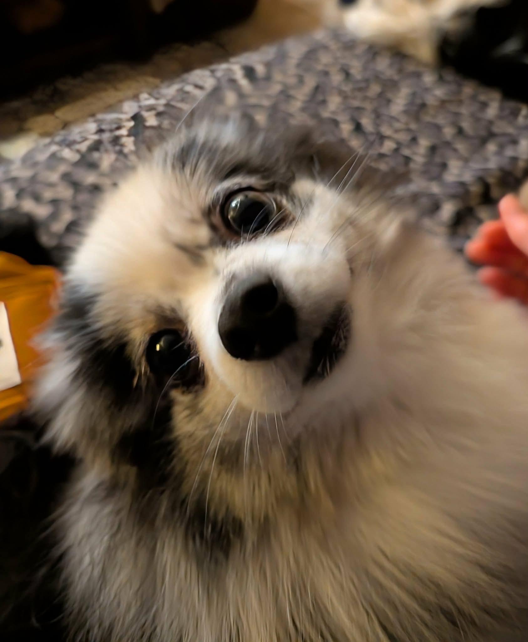 Enlarge Valentina, a ADOPTABLE Pomeranian in Whitewater, WI image 2/6