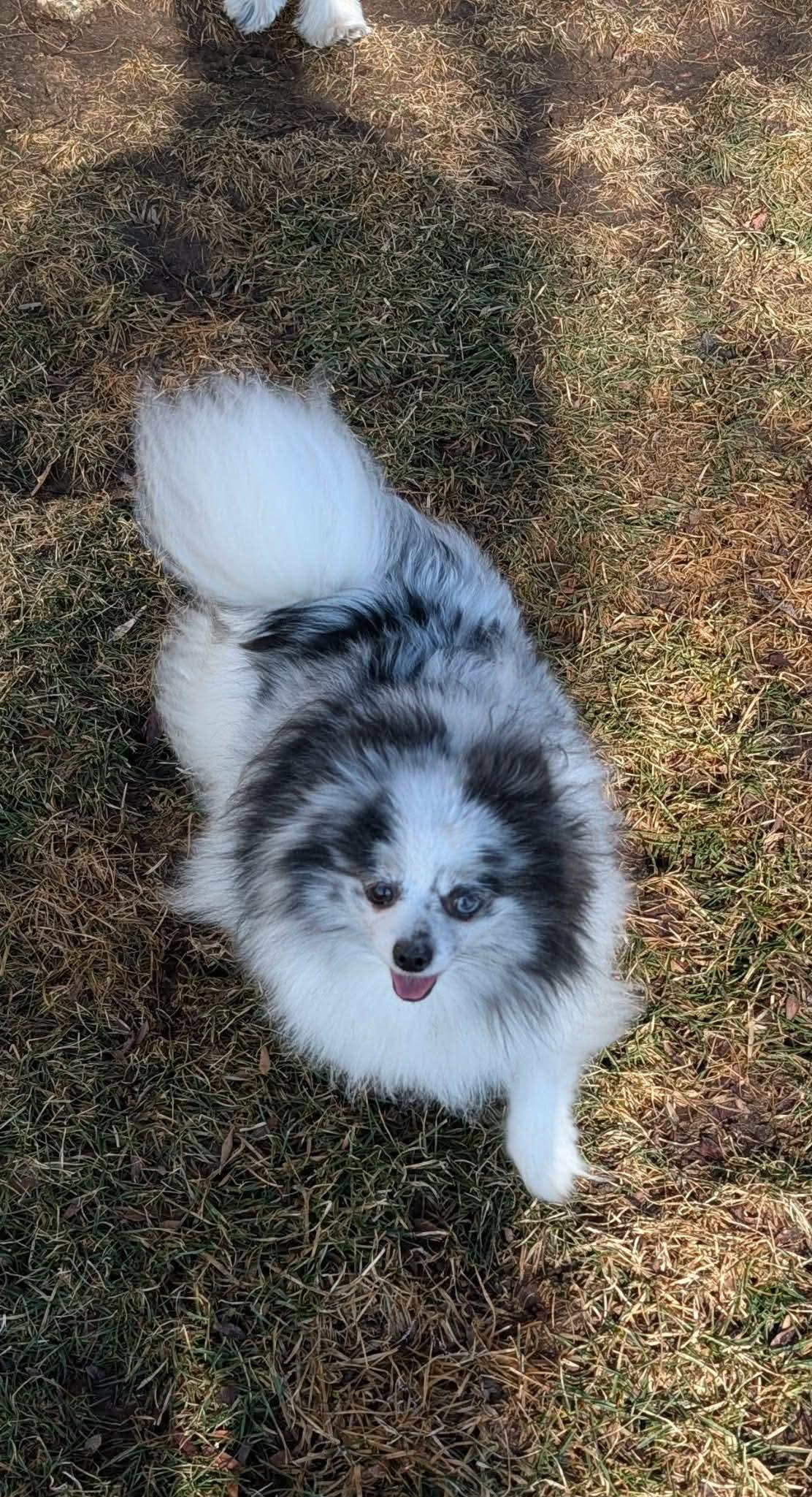 Enlarge Valentina, a ADOPTABLE Pomeranian in Whitewater, WI image 6/6