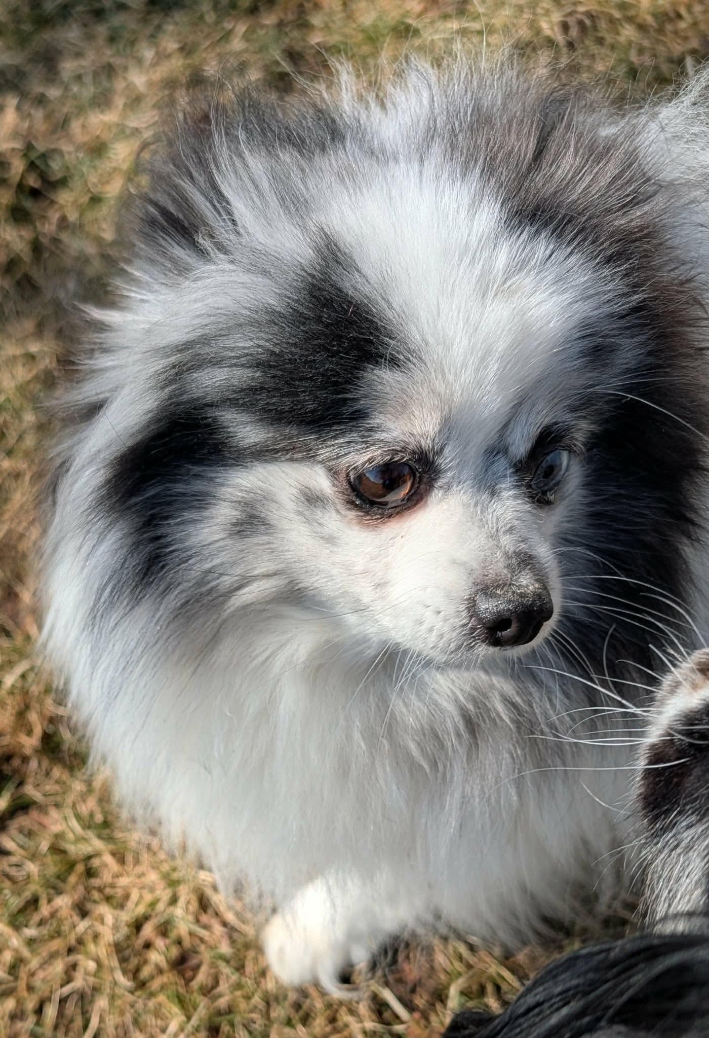 Enlarge Valentina, a ADOPTABLE Pomeranian in Whitewater, WI image 5/6