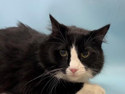 Domino, Adoptable, Adult Male Domestic Long Hair & Domestic Short Hair.